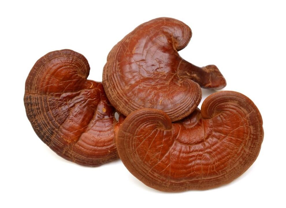 Predstonorm contém cogumelos reishi