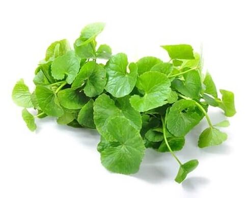 Predstonorm contém gotu kola (Centella asiatica)